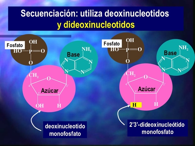 se desarrolla el método de los dideoxinucleótidos para la secuenciación del ADN