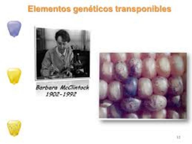 Descubrimiento de elementos transponibles o elementos genéticos moviles- Bárbara McClintock.