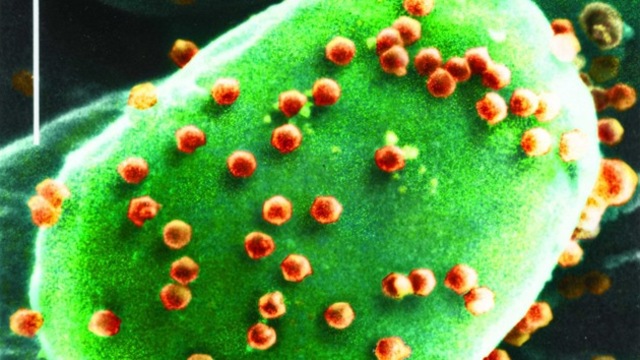 VIRUS QUE AFECTAN LAS BACTERIAS