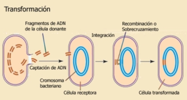 TRANSFORMACION BACTERIANA
