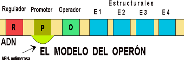 MODELO DELO OPERON