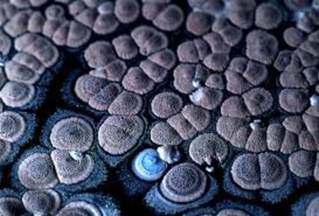 streptomyces  coliecolor