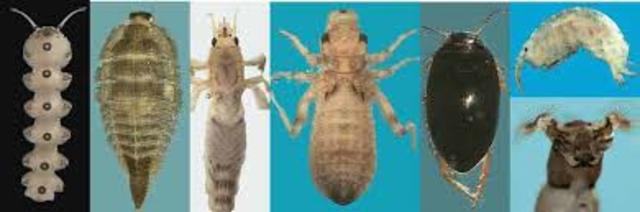 Macroinvertebrados acuáticos