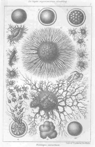 Ernest Heackel crea un taxón denominado "Moneres".