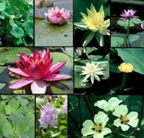 Plantas acuaticas
