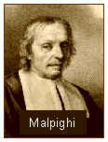 MALPIGHY