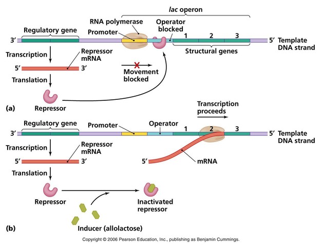 El primer operón descrito fue el operón de la lactosa en Escherichia coli por F. Jacob y J. Monod