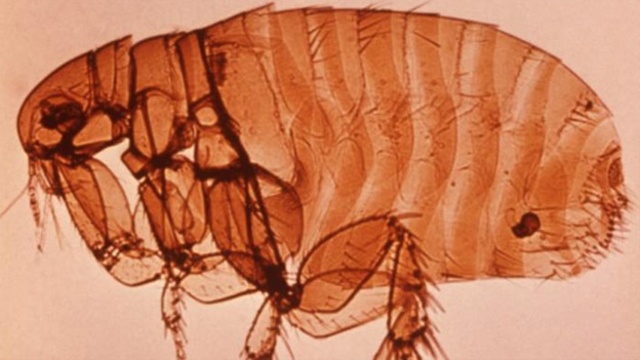 Plaga Moderna Siglo XIX