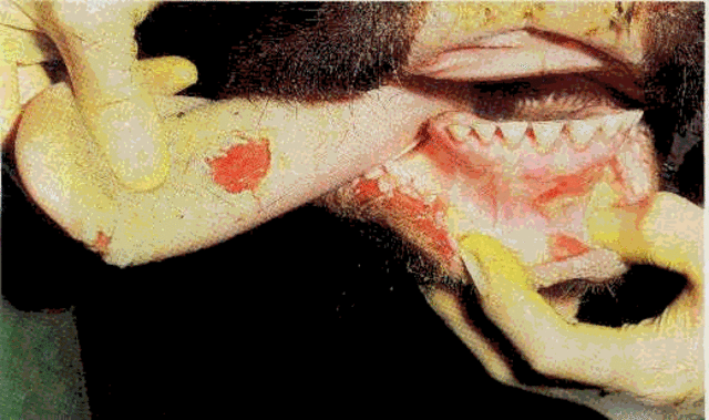 Fin de la fiebre aftosa en Mexico