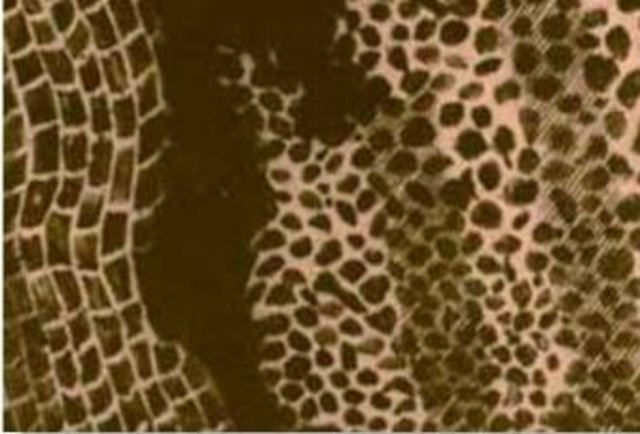 observation de cellule par Robert Hooke