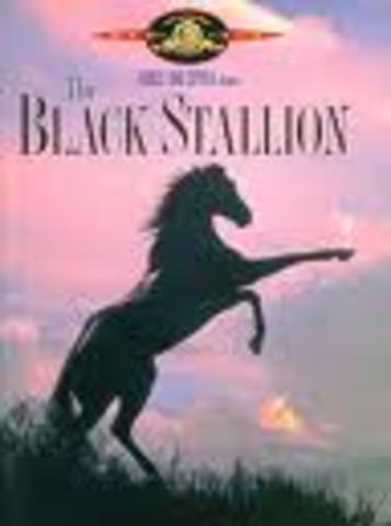 Black stallion