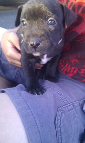 Family event - Our dog Lillypup, came home