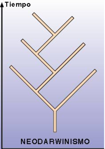 Neodarwinismo