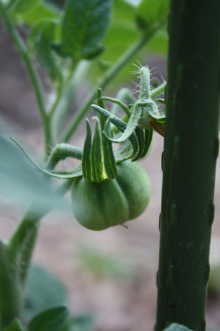 First Tomatoes in New Firfield