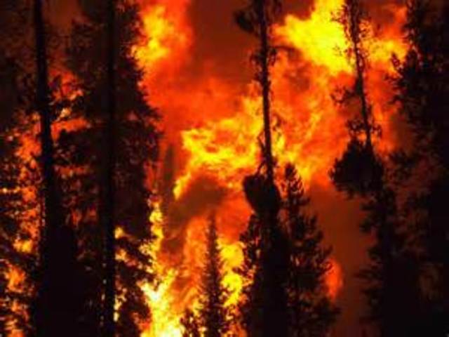 Fires destroy Yellowstone National Park
