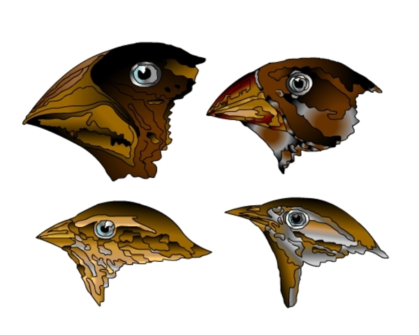 Charles Robert Darwin