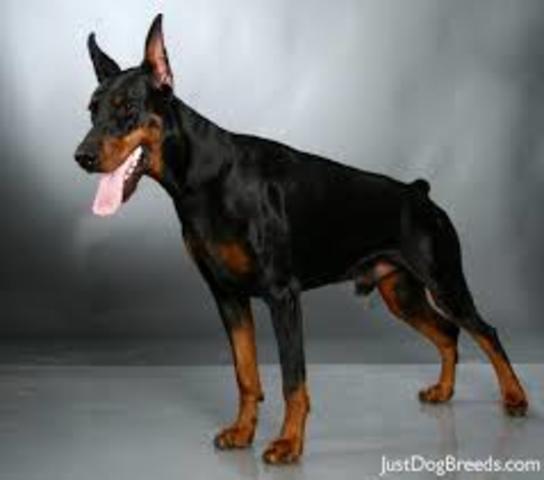 Doberman Pinscher