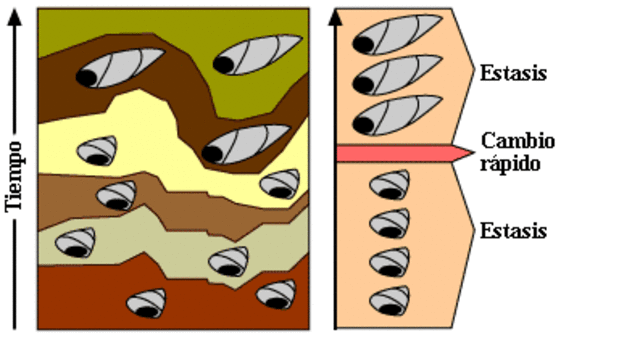 Teoría del equilibrio puntuado