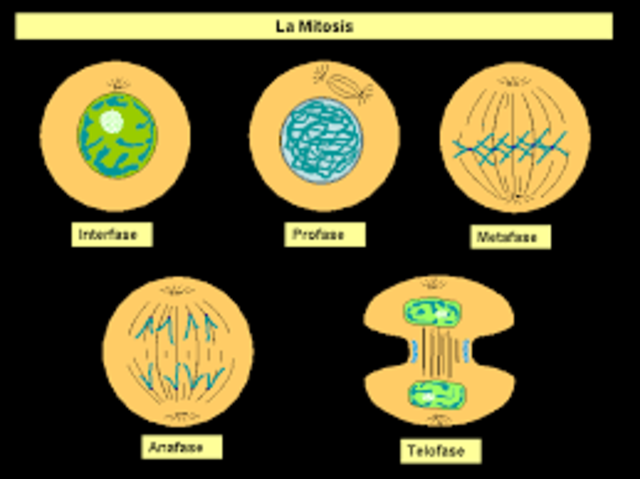 Mitosis