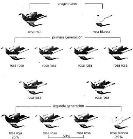 Historia de la Clonacion