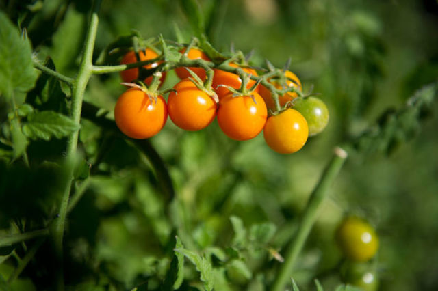 Plant Tomatoes