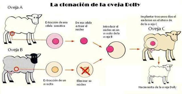 La oveja Dolly