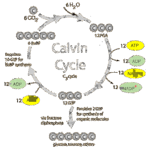 Ciclo de Calvin