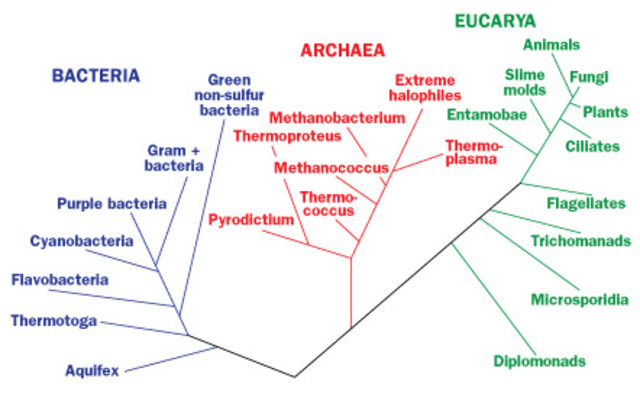 Archaea