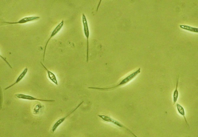 Levenhuk otkriva protozoe