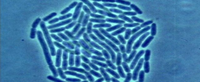 Levenhuk otkriva bakterije