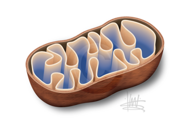 Koliker opisuje mitohondrije u mišiću