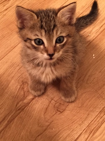 I got my first kitten