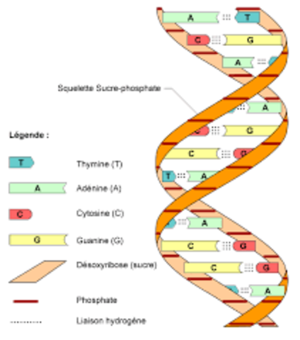 Decodificacion del ADN