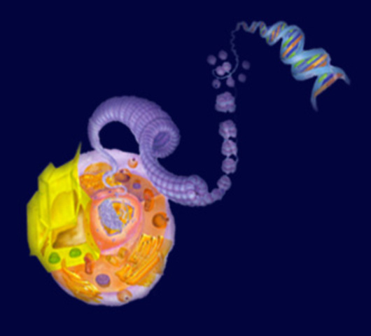 Celulas en Seres vivos