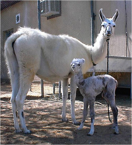 Hibridos artificiales