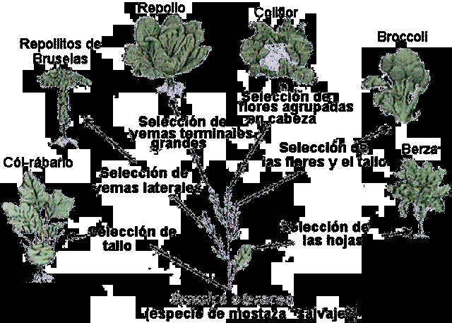 Teoria de la adaptacion