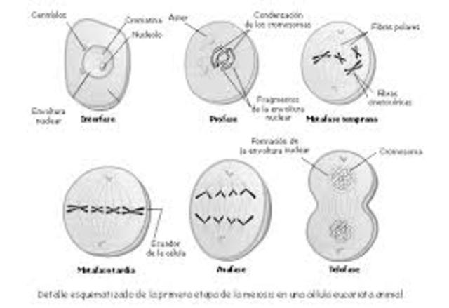 las celulas sexuales