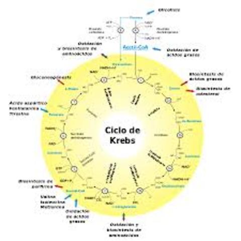 El ciclo de Krebs