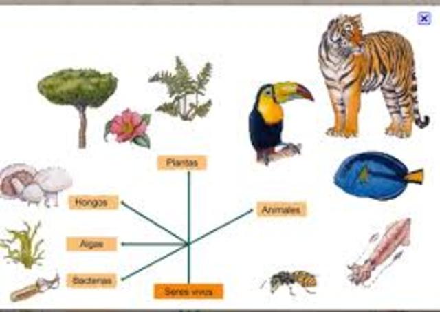 CLASIFICACION DE LOS ERES VIVOS