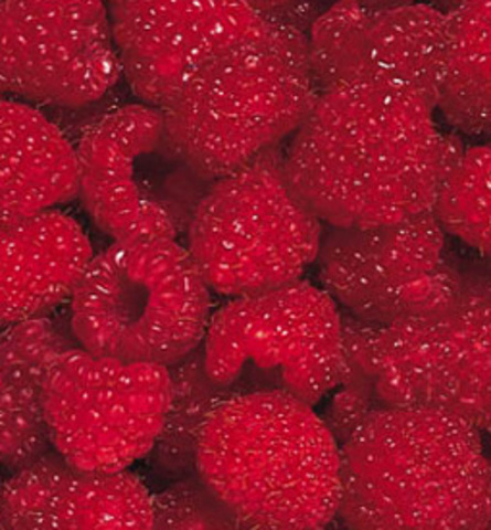 Cyclospora, Guatemala