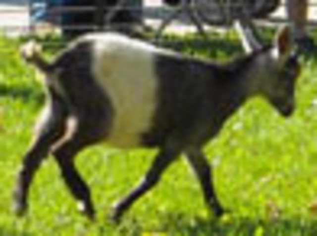 Another goat tries to enter the field