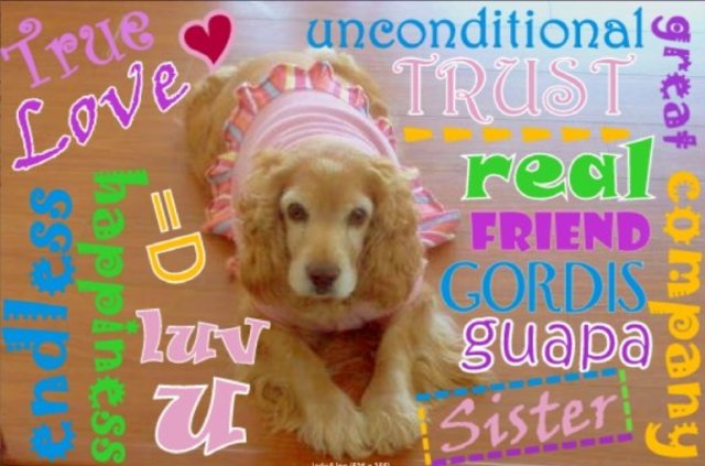 Un nuevo miembro en la familia