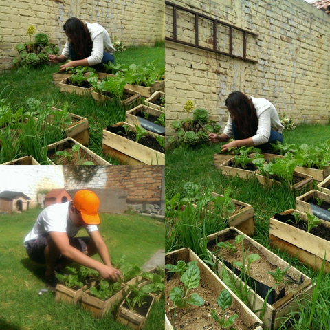 Sexta medicón de las acelgas.