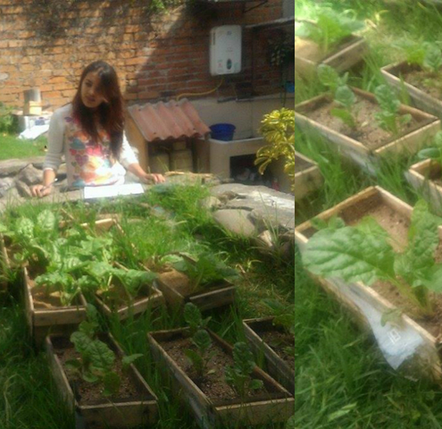 Cuarta medicón de las acelgas