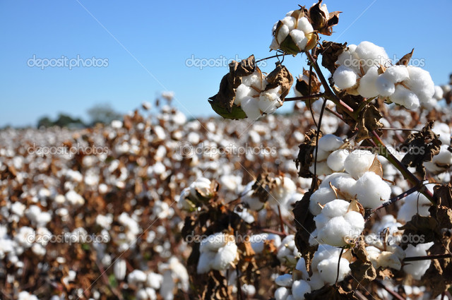 Too Much Cotton
