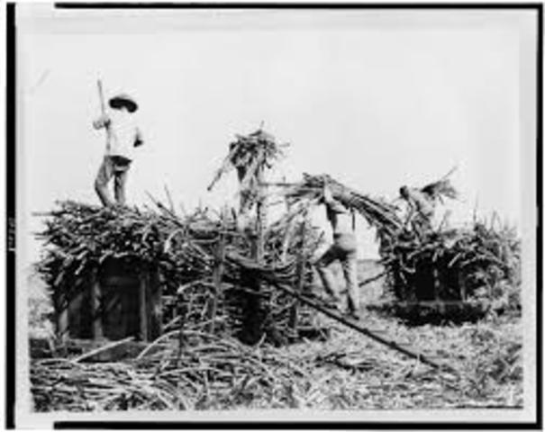 Sugar Trade w/ Hawaii