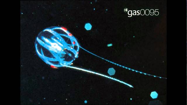 Mat P. Jarvis: Microscopic