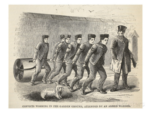 when the convics were placed