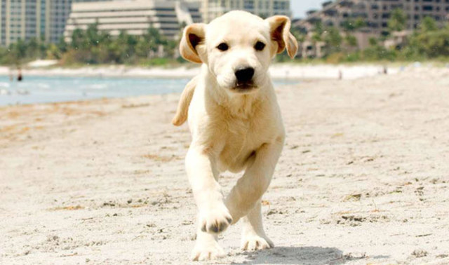 The dog is uncontrollable