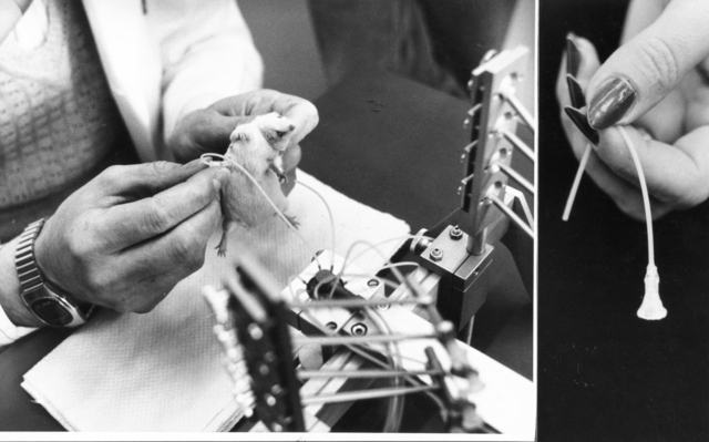 Die Mäusemelkmaschine